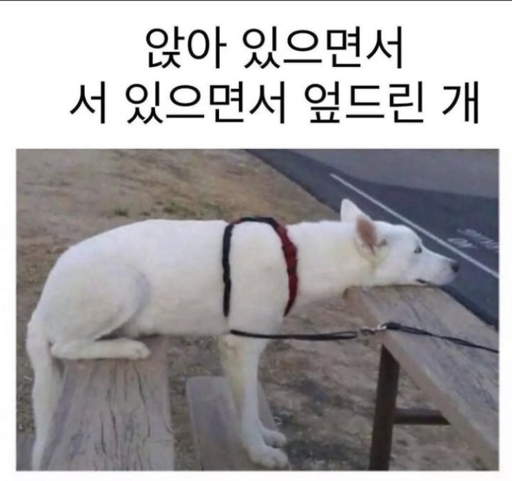  평화롭지만 여전히 바쁘고 싶은