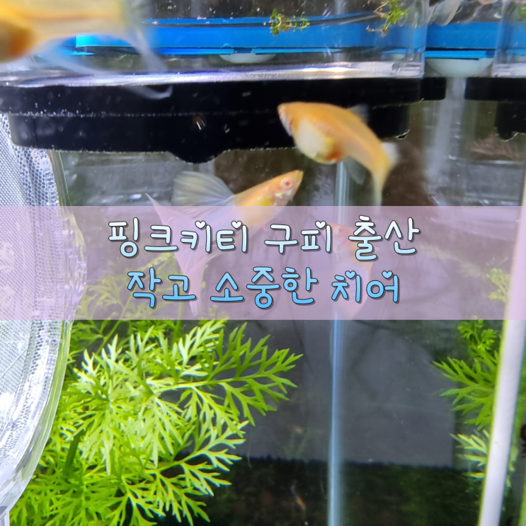  핑크키티 구피 출산 득치!(아쿠아마린 핑크테일 구피)