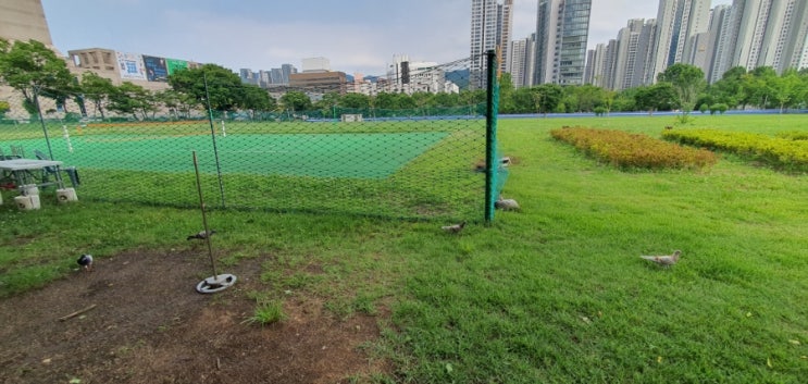  오후 과천 잔디광장 옆 흙길 맨발걷기