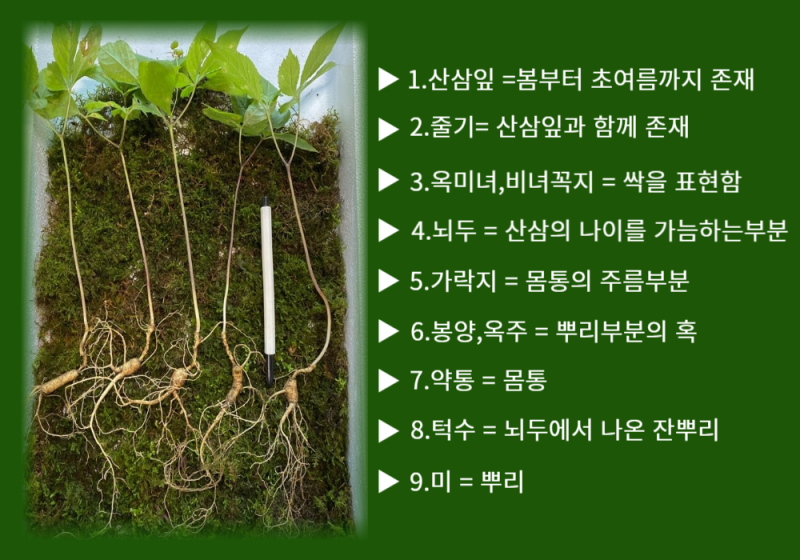 산삼잎 있는 30년된 천종산삼 야생산삼 자연산산삼 산삼구별법 : 네이버 블로그