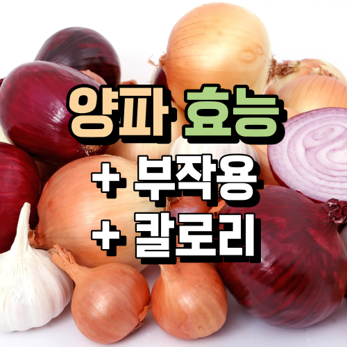  양파의 효능, 칼로리, 부작용까지 한 번에 정리 (체지방 분해에 도움될까?)