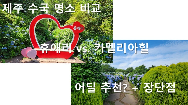 휴애리와 카멜리아힐 수국 비교/추천 - 시간, 가격