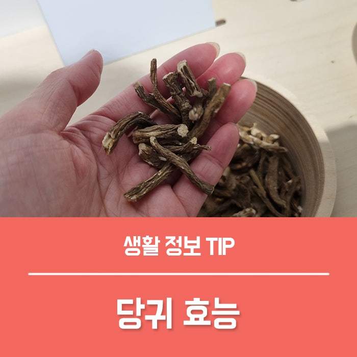 당귀 효능 5가지, 당귀 뿌리 잎 효능 당귀차 만들기 부작용 총정리! : 네이버 블로그