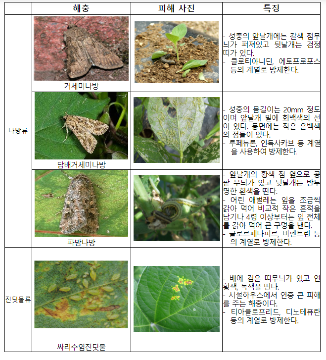 안정적인 콩 생산 위한 생육 초기 재배 관리법_농촌진흥청 안정적인 콩 생산 위한 생육 초기 재배 관리법_농촌진흥청