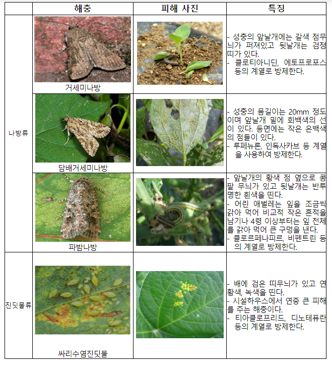 안정적인 콩 생산 위한 생육 초기 재배 관리법_농촌진흥청