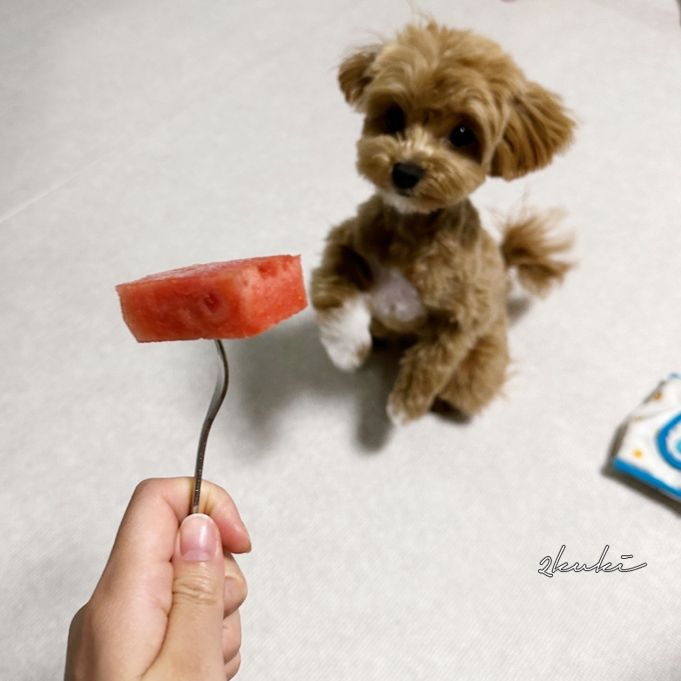  강아지 수박 씨 껍질 급여량 알아보고 먹이기