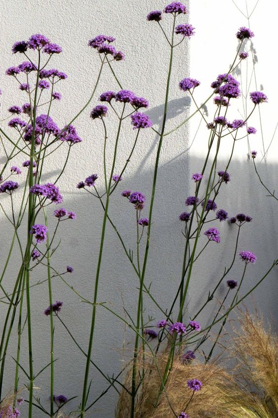  숙근버베나(Verbena hybrida Voss) 관리 방법