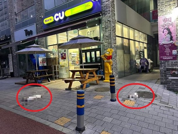 고양이 2마리 추락사 어디 김해 12층 오피스텔 주인이 던졌다 진실은 경찰 수사 고양이 2마리 추락사 어디 김해 12층 오피스텔 주인이 던졌다 진실은 경찰 수사