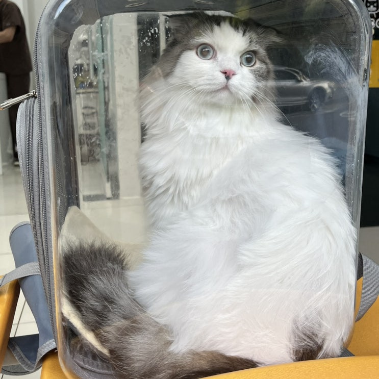  [고양이 병원] 김춘식씨 캘록 캘록,, 누나 마음 찢어져