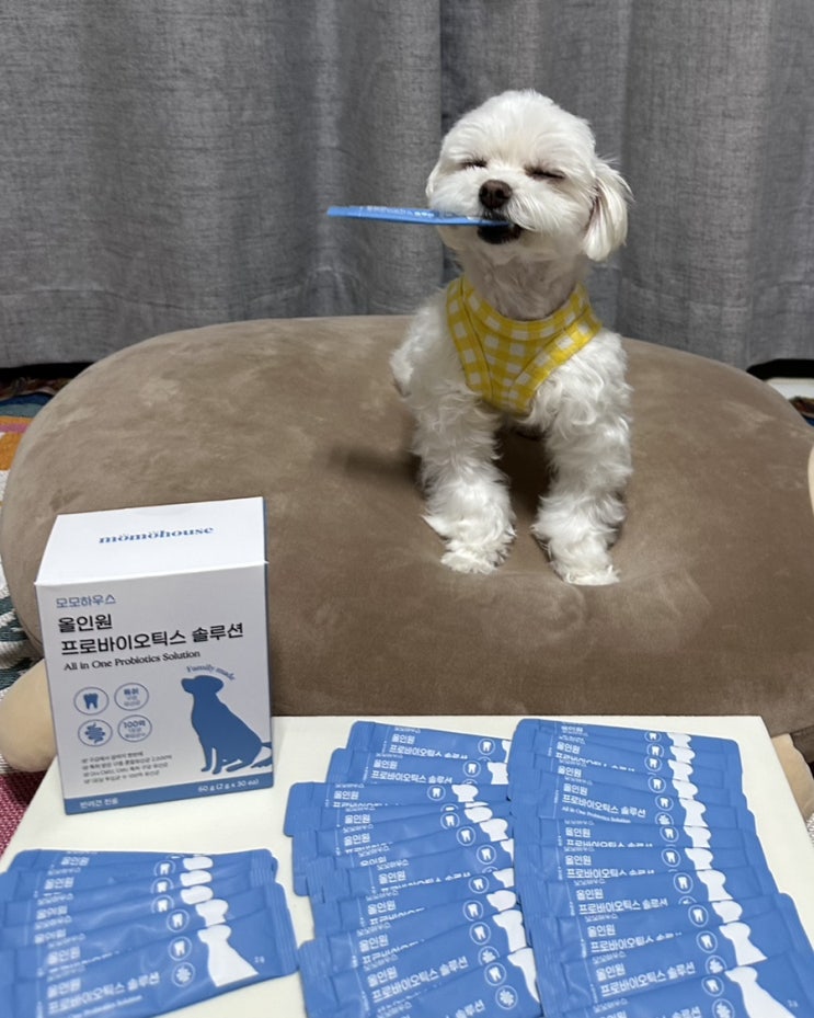  강아지 치석제거에 좋은 모모하우스 올인원 프로바이오틱스 솔루션