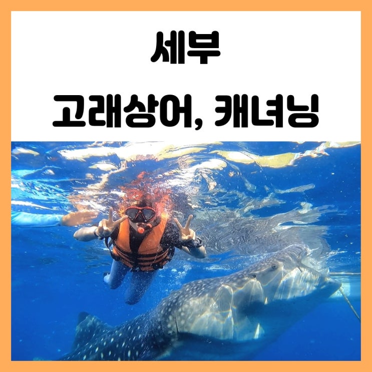 세부 호핑투어 세부로와 오슬롭 고래상어, 캐녀닝 체험 후기