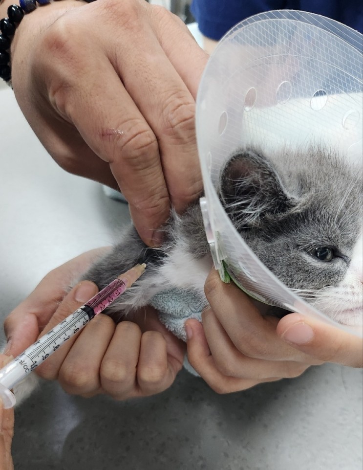 새끼고양이 예방접종시기 필수백신 구충제 비용