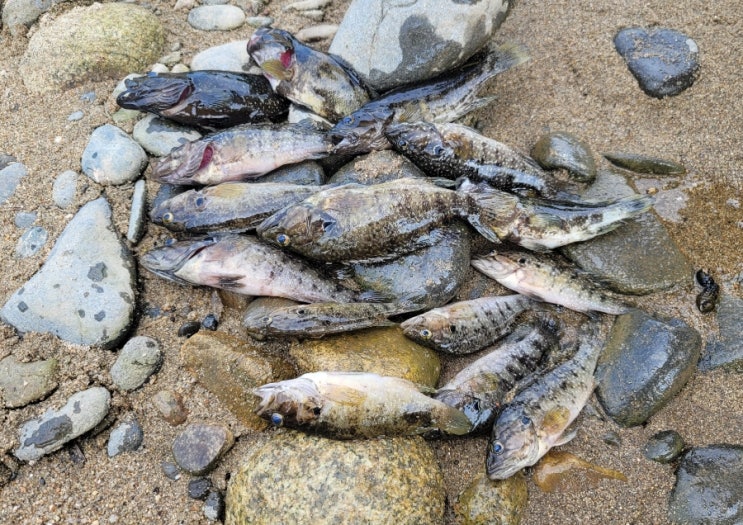  비밀 차박 포인트 철원 외동교, 꺽지 낚시 대박 포인트~