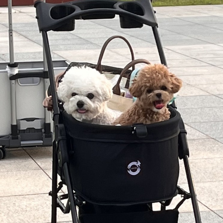  밁쿵희가 버스킹을?!?! / 송도 버스킹 / 버스킹 / 버스킹 공연