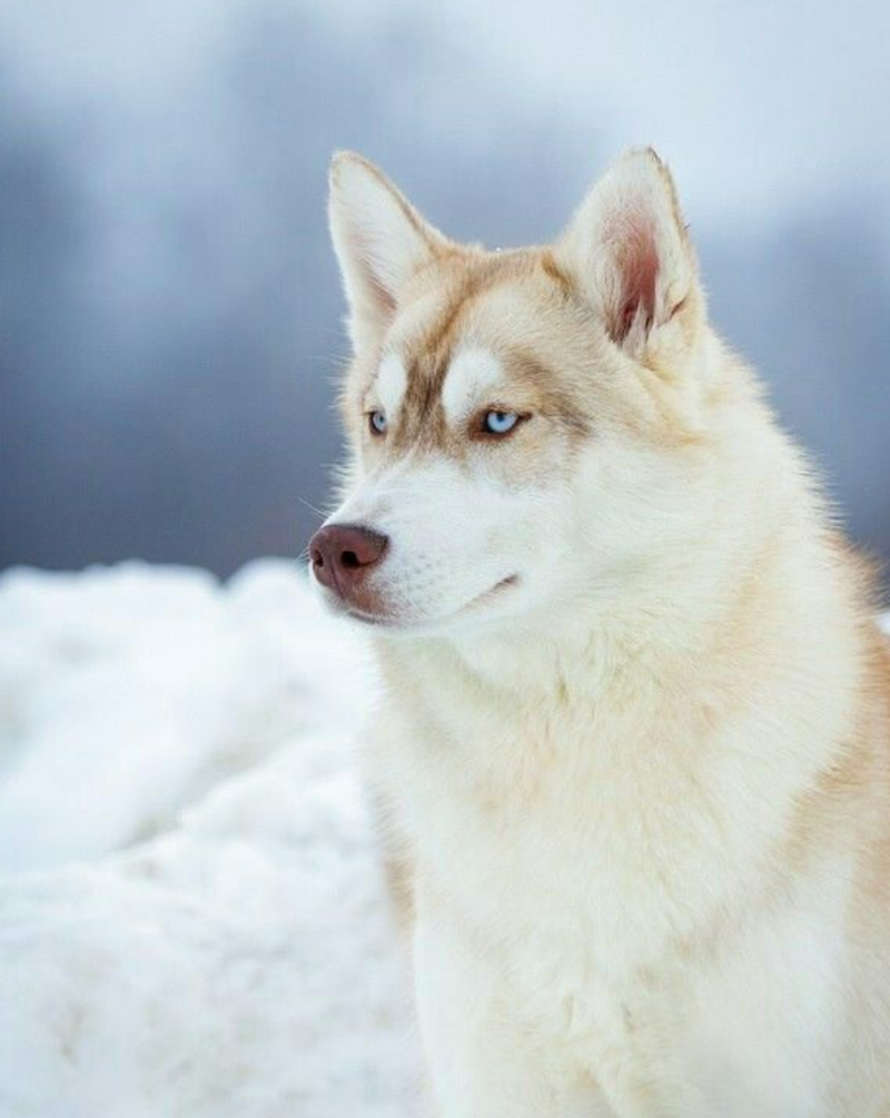 흰색 시베리안 허스키