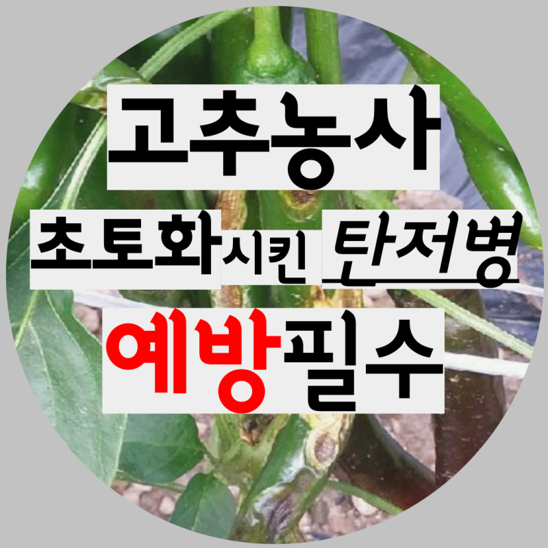 규산황나방진⬜탄저병에 병든 고추 예방 가능할까?⬜친환경 살충제
