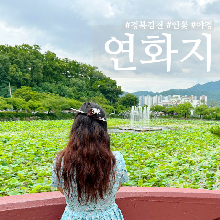  경북 연꽃 김천 연화지, 주차 장소 및 공짜 음료수 마시는 법
