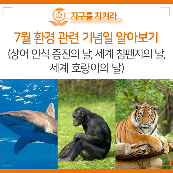 [NIE 탐구생활] 7월 환경 관련 기념일 알아보기(상어 인식 증진의 날, 세계 침팬지의 날, 세계 호랑이의 날)