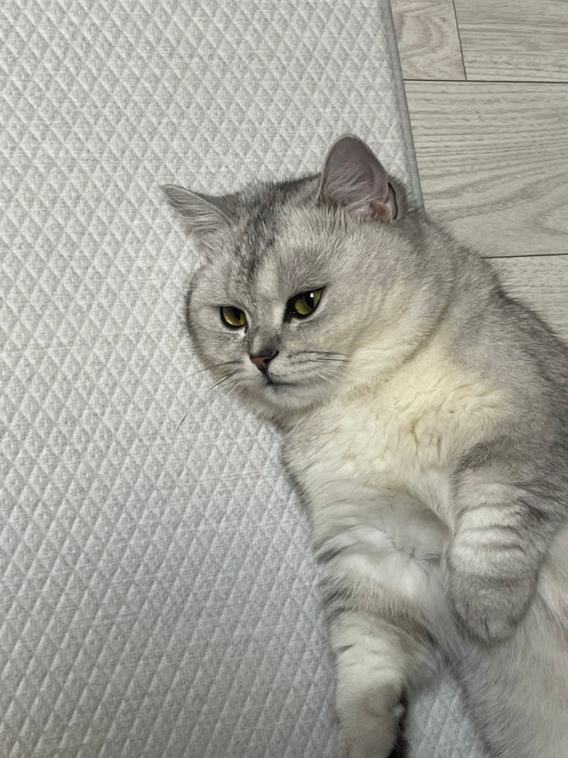 고양이 관절영양제 코세퀸 습식사료와 함께 먹이는 법