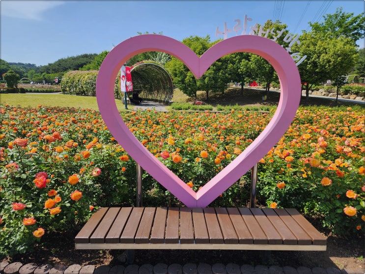 울산여행/울산가볼만한곳 울산대공원 장미축제 하기전 미리 다녀왔었어요