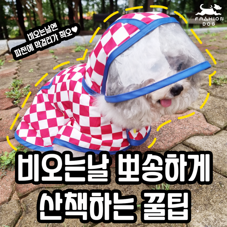  강아지산책 비오는날도 뽀송하게 꿀팁