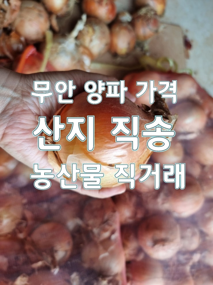 무안 양파 가격 10kg 20kg 농민과 직거래로 구매해 보세요.
