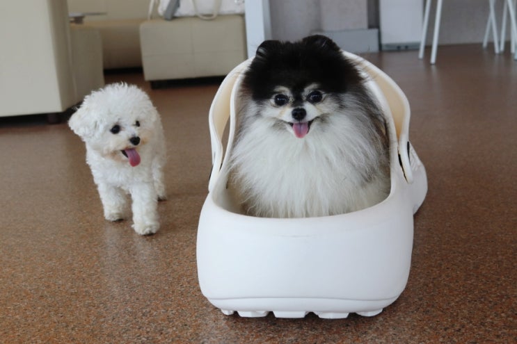  애완용 강아지 티컵 강아지 초소형견 수명과 단점