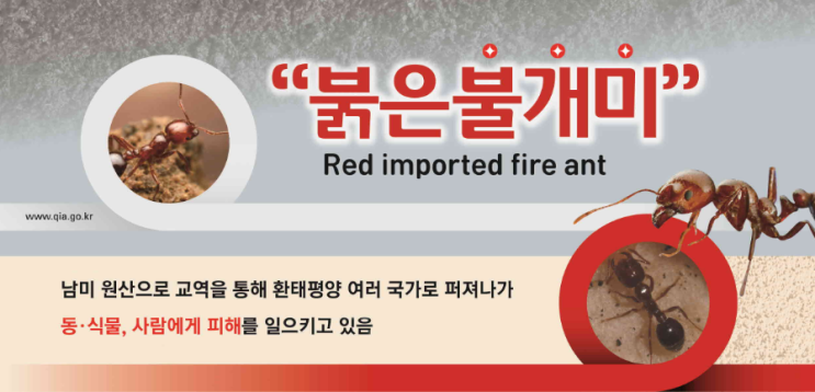 붉은불개미 국민행동요령 붉은불개미 국민행동요령