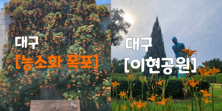  대구 능소화와 수국이 예쁜 장소 : 남구 대봉동 능소화폭포 / 서구 이현공원
