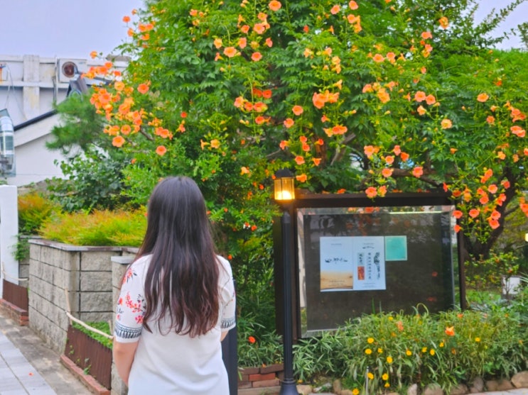  전주 한옥마을 가볼만한곳 능소화 위치 5곳