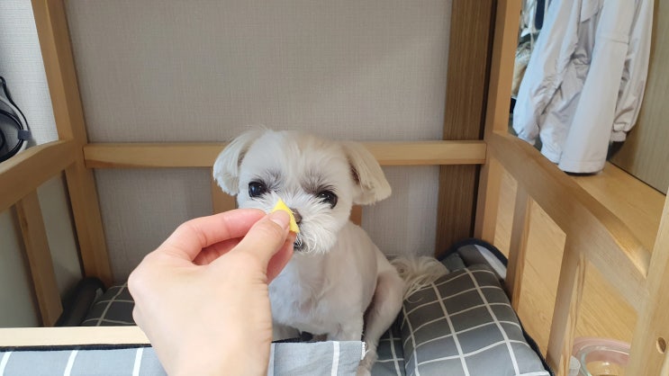  강아지 망고 먹어도 되나요 망고급여량은?