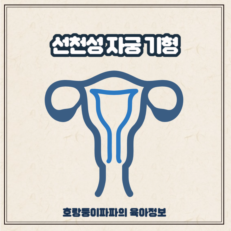 중격자궁, 쌍각자궁(하트), 중복, 단각 등 선천성 기형 종류 및 임신 : 네이버 블로그