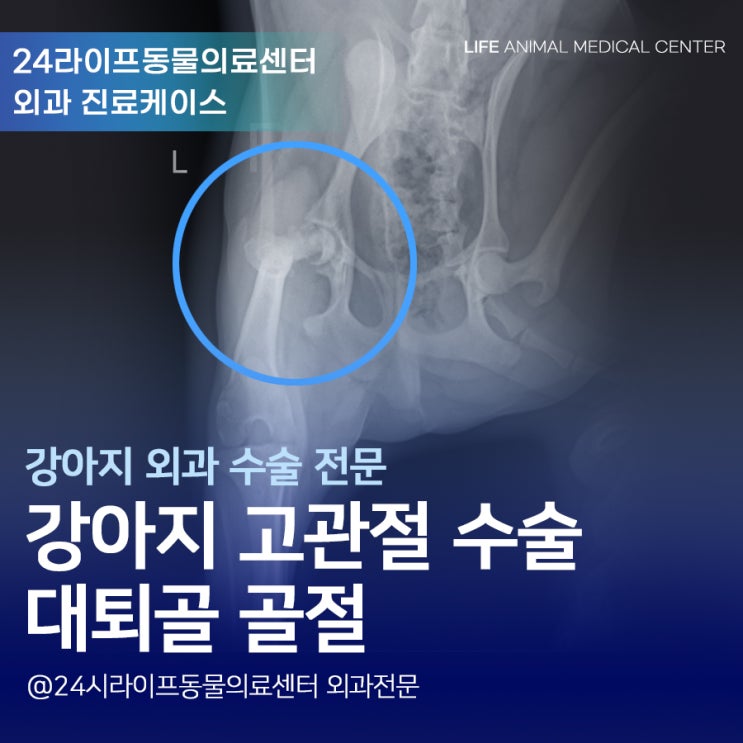 대구 강아지 골절수술 / 강아지 고관절 수술 고관절탈구 고관절골절 대구 강아지 골절수술 / 강아지 고관절 수술 고관절탈구 고관절골절