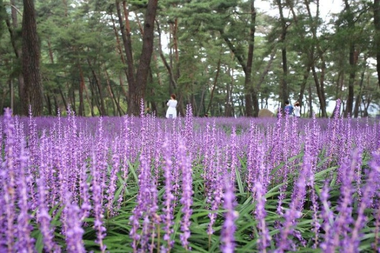  맥문동(Liriope platyphylla) 관리 방법
