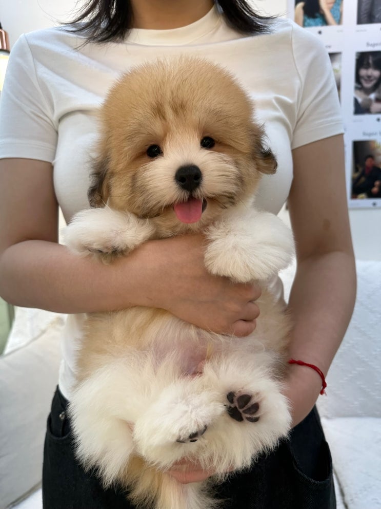  #꼬똥 #꼬똥드툴레아 #슈퍼바우 분양 중