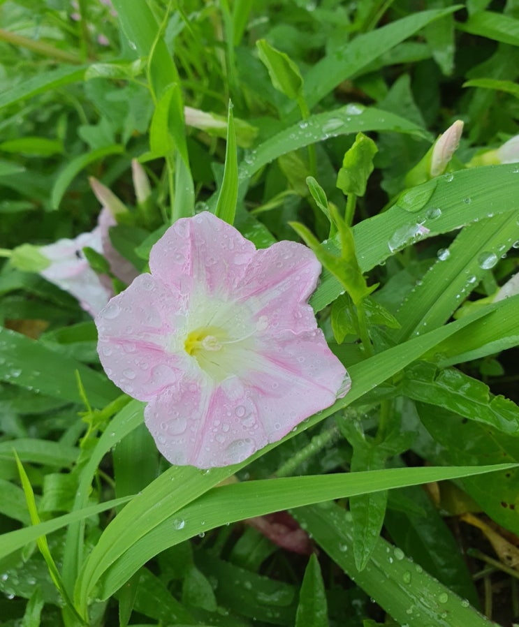 나팔꽃을 닮은 메꽃의 효능과 먹는 방법 나팔꽃을 닮은 메꽃의 효능과 먹는 방법