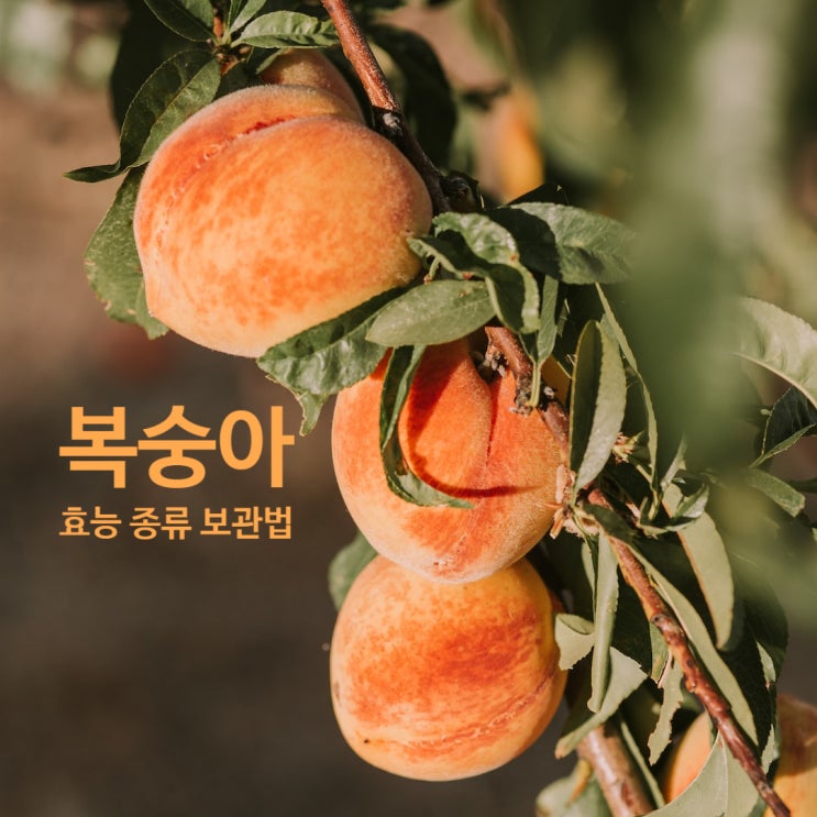  복숭아종류부터 효능, 보관법, 임산부 취식여부까지 A to Z