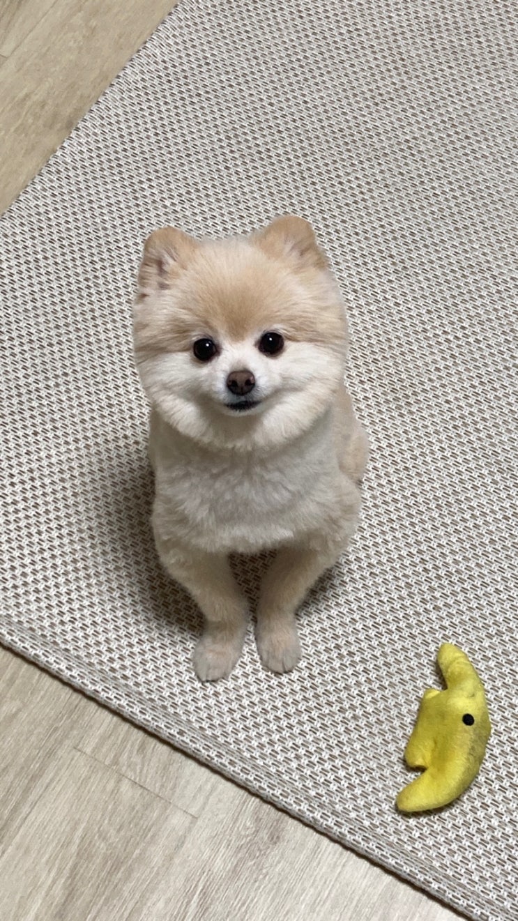  프린스 두부~!