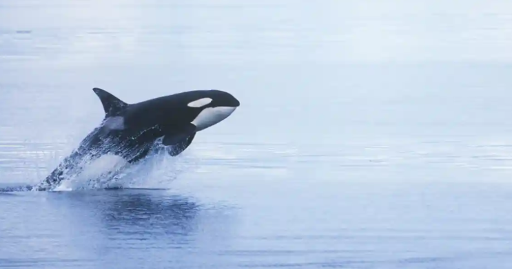 북미 연안 범고래의 피부병은 과학자들의 우려를 불러일으키고 있습니다