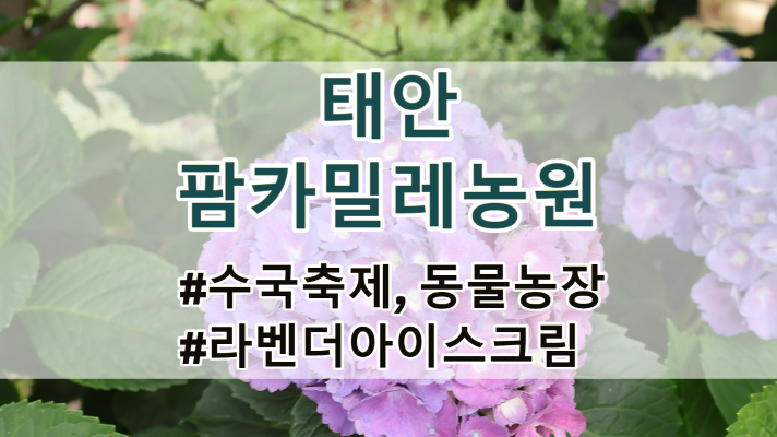 충남 태안 가볼만한곳, 7월 수국축제가 열리는 팜카밀레 농원 추천
