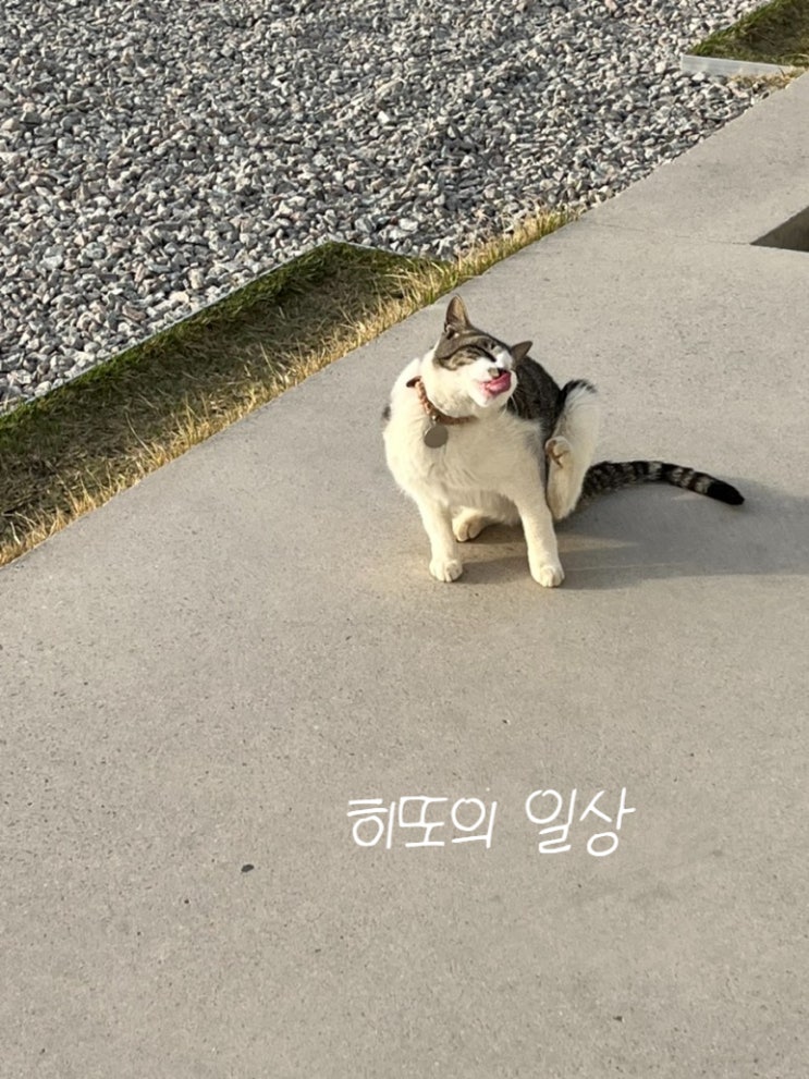  청보리 냥냥 바다뷰 / 힐링 스팟 / 영광 보리 / 영광카페 / 보리카페 / 물 멍카페 / 바다뷰카페