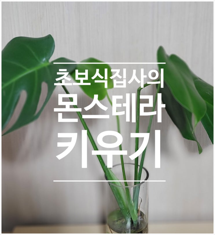  몬스테라 가지치기 and 수경재배하기