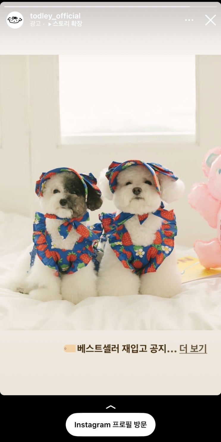  우리나라 인스타광고 ins 광고 타투계정, 침구브랜드, 강아지옷, 타투스티커