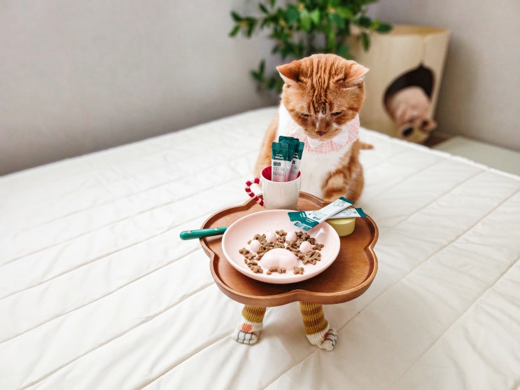  고양이 헤어볼 케어 위한 고양이 간식 마이베프 필랩 헤어볼 릴리즈