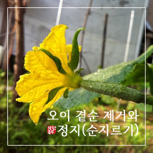  오이 곁순 제거와 정지(순지르기) 방법