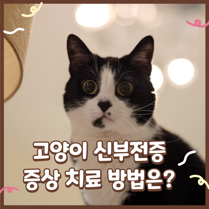  고양이 신부전 증상 신부전증 치료 방법은?