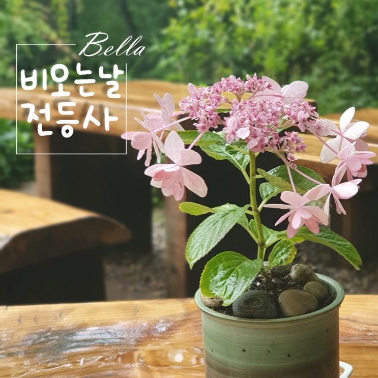  비오는날 강화 전등사~! 아름다운 자연