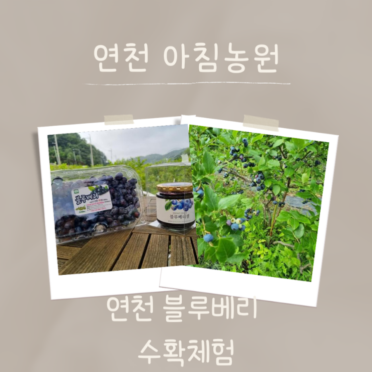  연천 블루베리농장 아침농원 경기북부 블루베리수확체험 아이와가볼만한곳