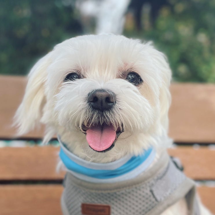  강아지 쿨스카프 여름 산책 필수템 이웃집멍냥이 쿨넥밴드