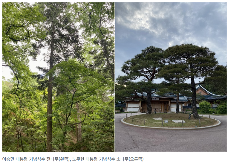 ‘대통령의 나무들’ 숨은 이야기…청와대 특별탐방 운영 ‘대통령의 나무들’ 숨은 이야기…청와대 특별탐방 운영